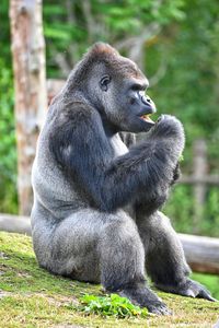 Monkeys sitting outdoors