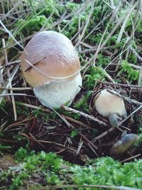 Close-up of mushroom growing on field