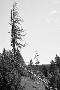 Low angle view of tree against clear sky