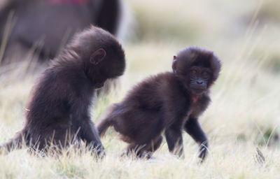 Closeup portrait of two baby gelada monkey theropithecus gelada playing simien mountains, ethiopia.