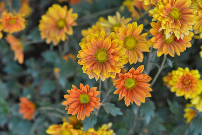 Close-up of yellow flowering plants