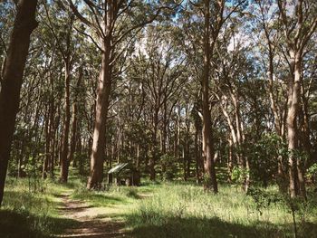 Trees in forest