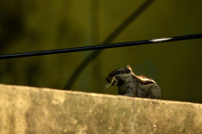 Close-up of monkey on wall