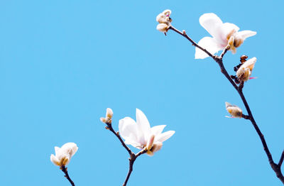 Low angle view of white flowering plant against clear blue sky