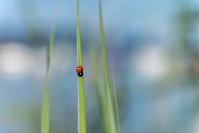 Close-up of ladybug on plant