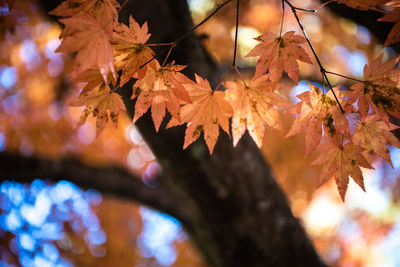 Close-up of maple leaves on tree