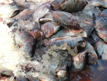 High angle view of fish for sale in market