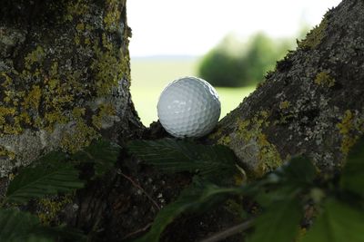 Close-up of ball on tree trunk