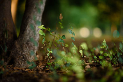 Close-up of moss growing on tree trunk