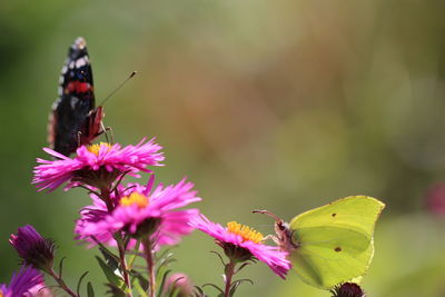 Close-up of butterfly pollinating on pink flower