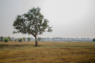 Tree on field against clear sky