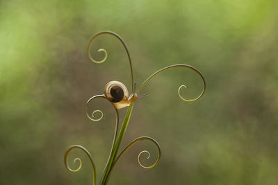 Snail from borneo forest