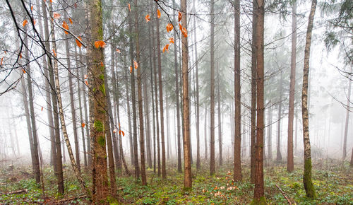 Pine trees in forest