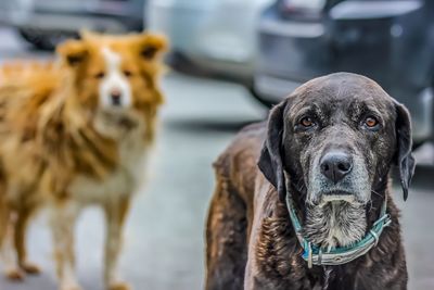 Close-up portrait of a dog