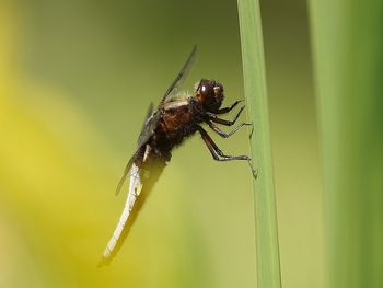 Close-up of insect on plant