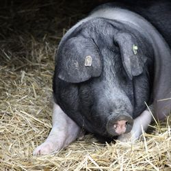 Close-up of black relaxing on grass