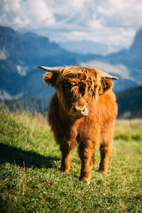 View of a dog on field