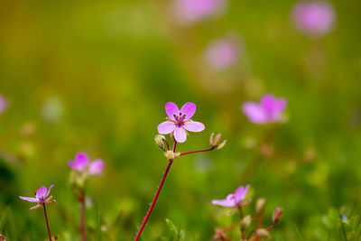 Close-up of purple flowering plants on field