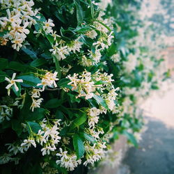 Close-up of flowers blooming outdoors