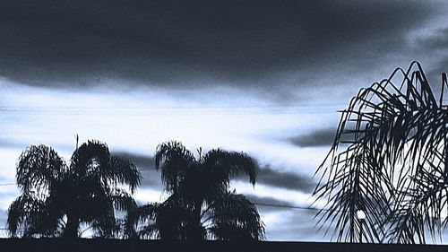 Low angle view of silhouette palm trees against sky
