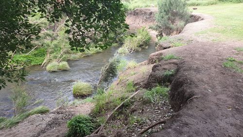 Scenic view of waterfall in forest