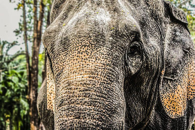 Close-up of elephant in forest