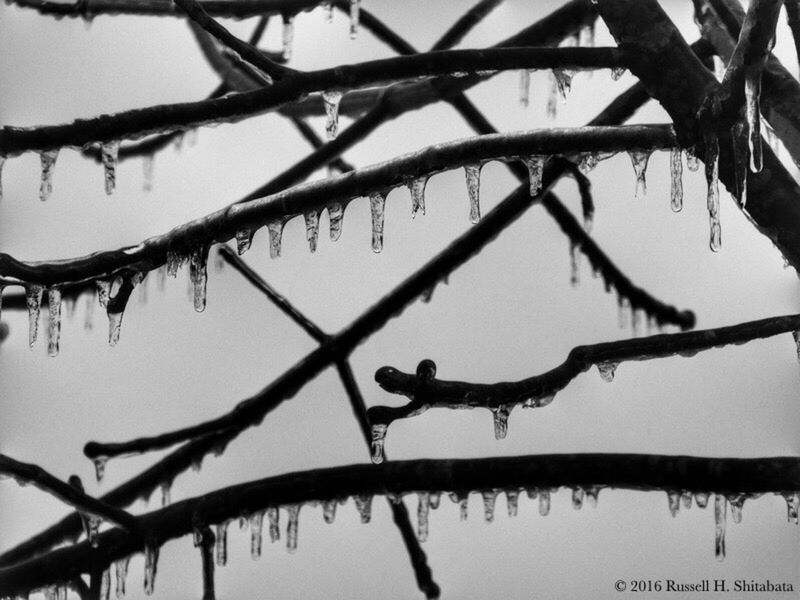 bird, animal themes, animals in the wild, no people, perching, tree, branch, nature, animal wildlife, outdoors, day, sky, sparrow