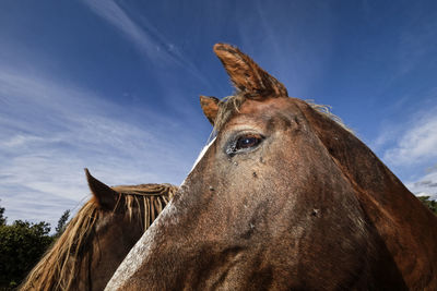 Low angle view of horse against sky