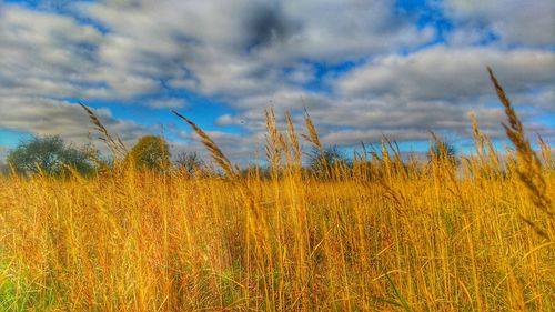Close-up of grass growing in field against cloudy sky