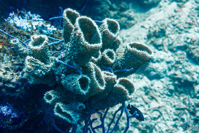 Close-up of coral in sea