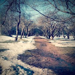 Empty road along trees