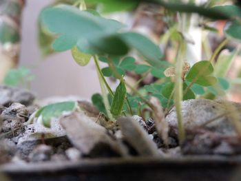 Close-up of potted plant