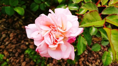 Close-up of pink flowers