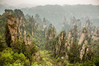 Panoramic view of trees in mountains