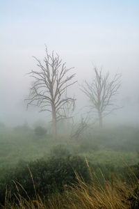 Bare trees on field during foggy weather