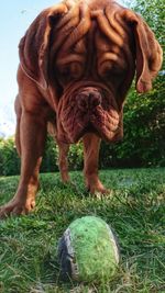 Close-up portrait of a dog on field