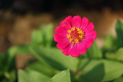 Close-up of pink flower