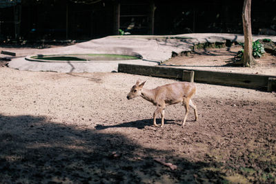 Deer standing in a field