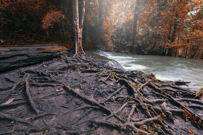 Trees growing in forest during autumn