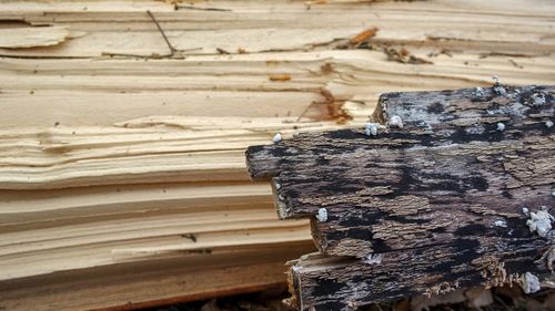 Close-up of logs on wood