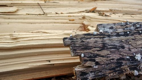 Close-up of logs on wood