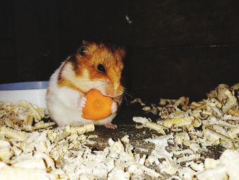 Close-up of a eating food