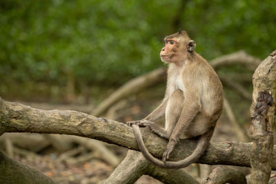 Long-tailed macaque sits on root looking left