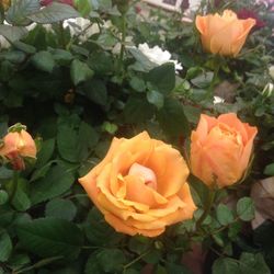 Close-up of roses blooming outdoors