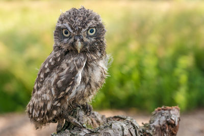 Close-up portrait of owl