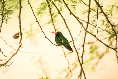 Bird perching on a branch