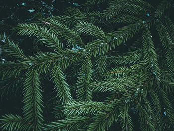 Full frame shot of tree branch