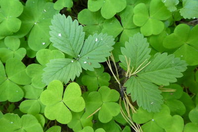 Full frame shot of fresh green leaves