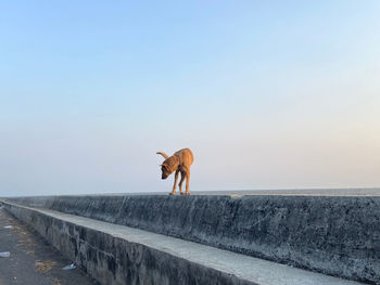 Dog standing on retaining wall against clear sky