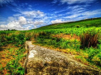 Scenic view of grassy field against sky